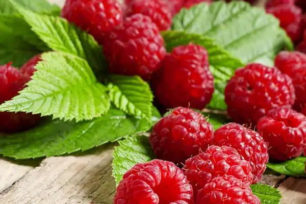 Can Dogs Eat Raspberries? Dos and Don’ts!