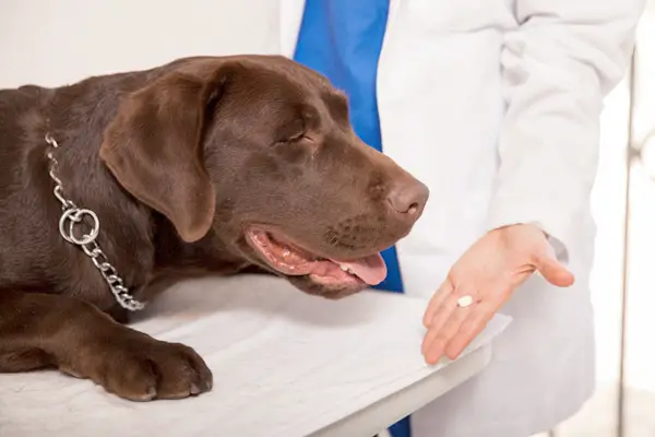 Trazodone for Dogs: The Ultimate Guide to a Stress-Free, Happy Pup