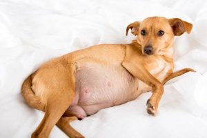 how long are dogs pregnant