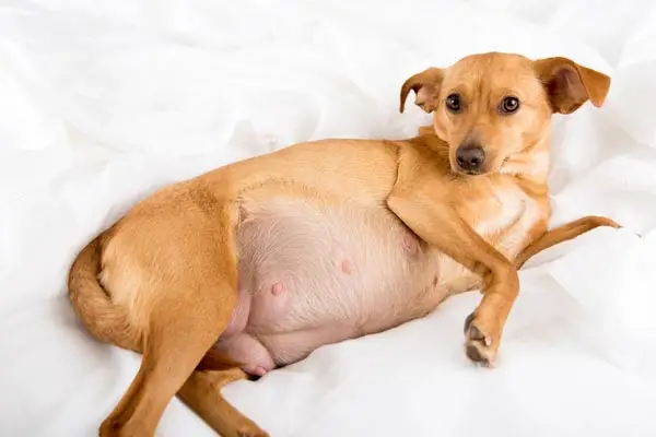 What to Expect When Your Dog is Expecting