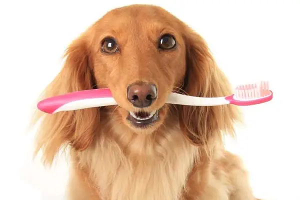 Things You Need to Know to Keep Your Dogs Teeth Happy and Healthy