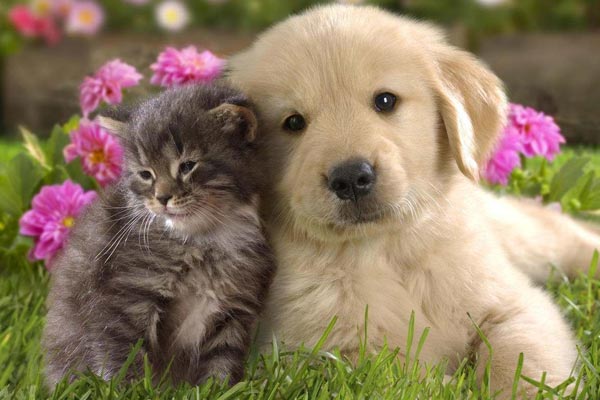8 Real-Life Reasons Why Dogs Are Better Pets Than Cats