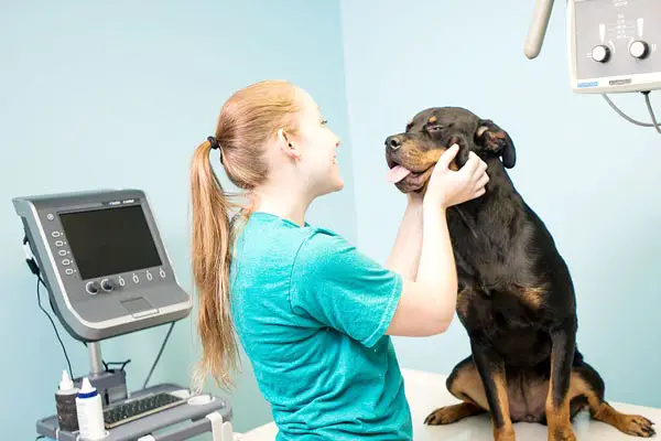 The Vet Says My Dog Needs X-Rays; How Much Will it Cost?