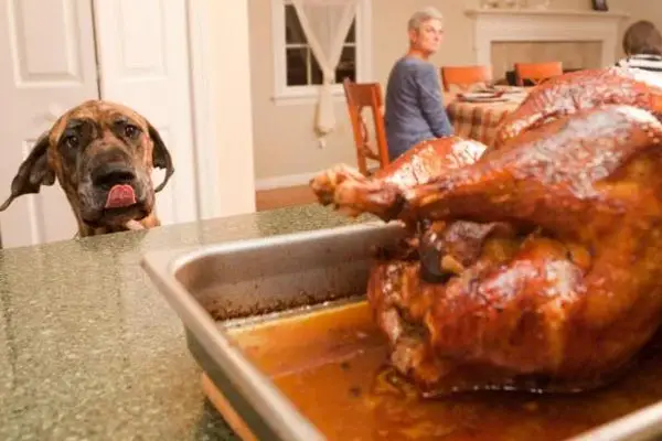 Is a Turkey Dinner as Safe for My Dog as it is for Me?