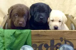 How Much Does a Labrador Puppy Cost?