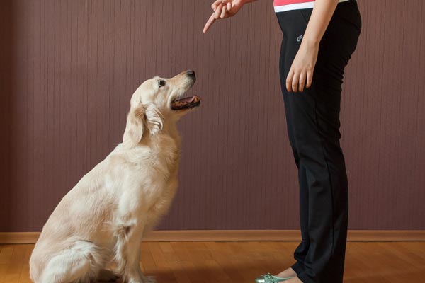 how to train a protection dog at home