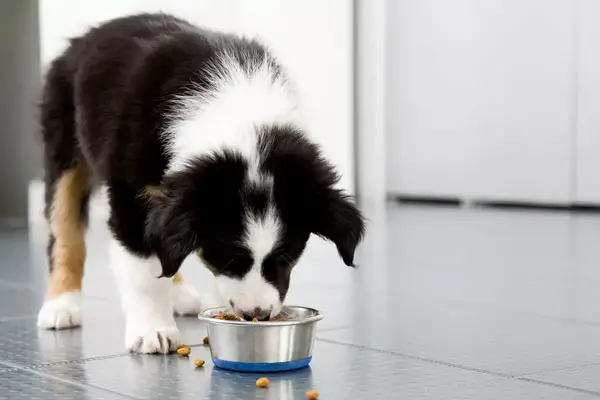 12 Best Dog Food for Border Collies – A Must-Read Guide