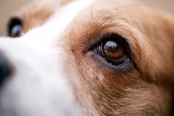 How Much Does Dog Cataract Surgery Cost