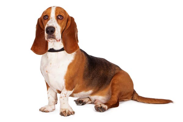 Basset Hound