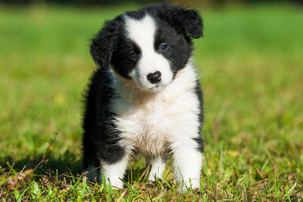 Border Collie