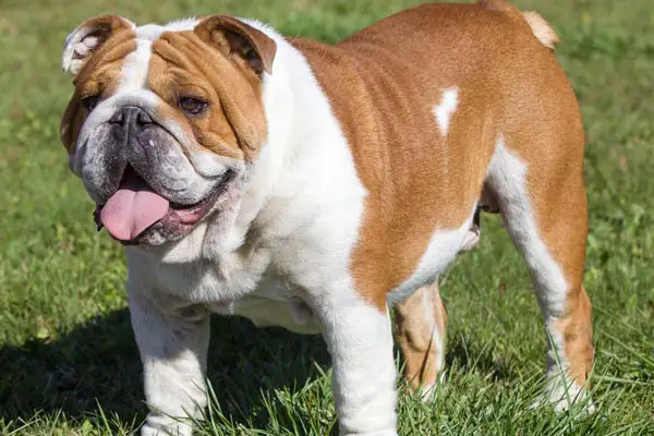 Bulldog