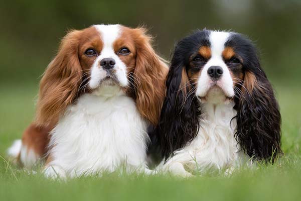 Cavalier King Charles Spaniel breed