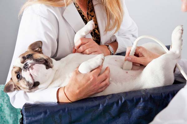 Everything You Need to Know About a Dog’s Ultrasound