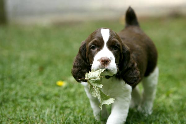 English Springer