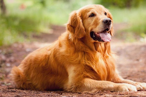 Golden Retriever