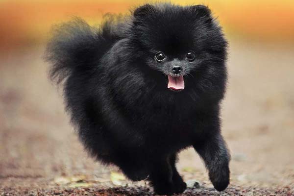 Pomeranian breed