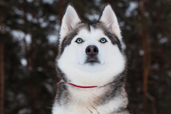 Siberian Husky