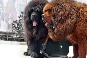 Tibetan Mastiff Temperament