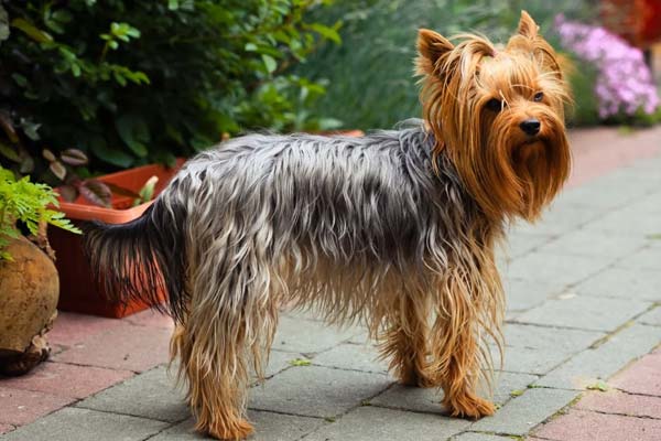 Yorkshire Terrier breed