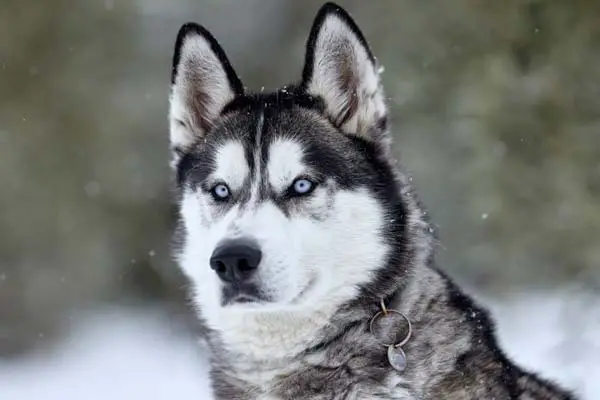 Siberian Husky: Discover the Secrets Behind Their Striking Blue Eyes