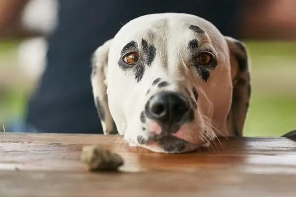 How to Make a Dog Vomit with Salt: A Step-by-Step Guide