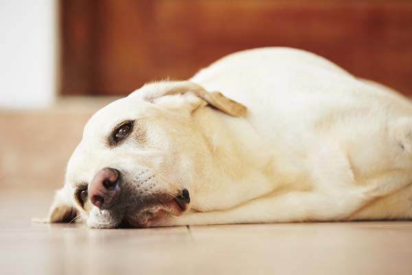 How To Treat Dog Prolapse At Home