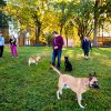 Best of New York Dog Parks