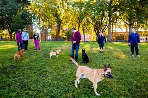 Best of New York Dog Parks